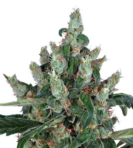 Laughing Buddha | PHOTOFEM | Barneys Farm - Freigestellt 2026-08-13