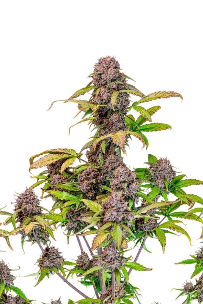 Lemon Cherry Cookies Auto | AUTOFEM | Fast Buds - Freigestellt 2026-08-13