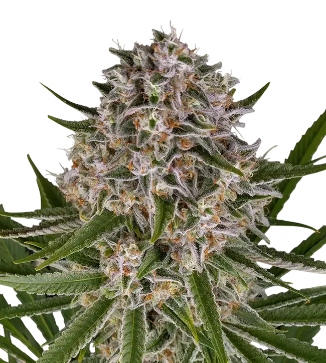 Lemon Haze Auto | AUTOFEM | Barneys Farm - Freigestellt 2026-08-13