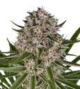 Lemon Haze Auto | AUTOFEM | Barneys Farm - Freigestellt 2026-08-13