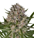 Lemon Haze Auto | AUTOFEM | Barneys Farm - Freigestellt 2026-08-13