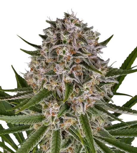 Lemon Haze Auto | AUTOFEM | Barneys Farm - Freigestellt 2026-08-13