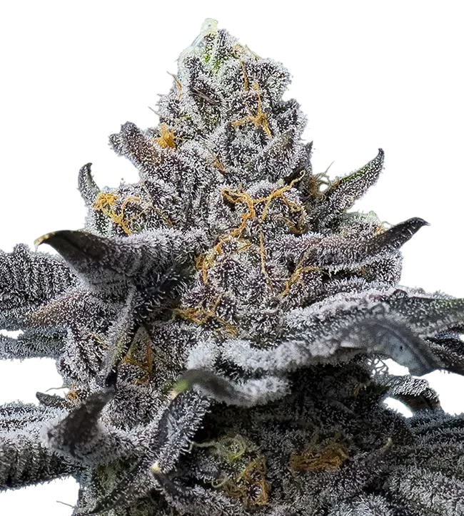 LFG | PHOTOFEM | Barneys Farm - Freigestellt 2026-08-13