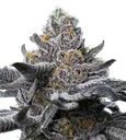 LFG | PHOTOFEM | Barneys Farm - Freigestellt 2026-08-13