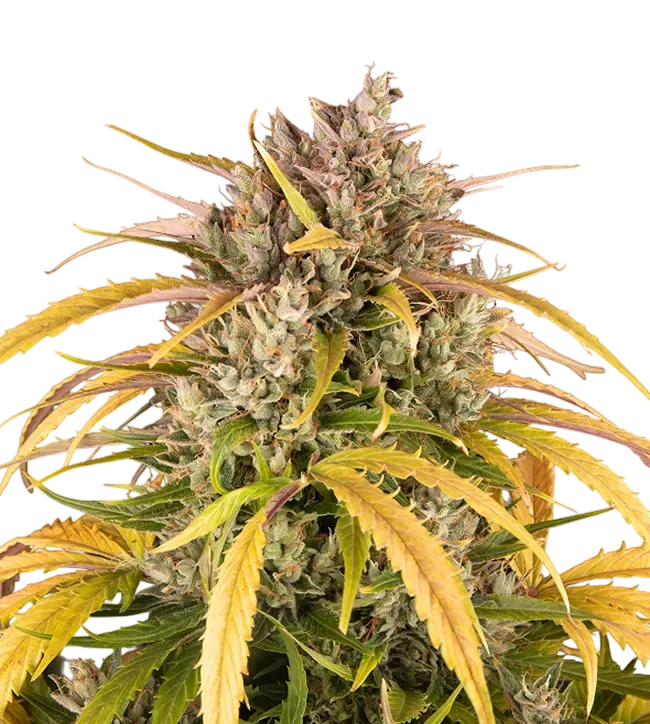 LSD | PHOTOFEM | Barneys Farm - Freigestellt 2026-08-13