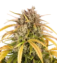 LSD | PHOTOFEM | Barneys Farm - Freigestellt 2026-08-13