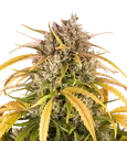 LSD | PHOTOFEM | Barneys Farm - Freigestellt 2026-08-13