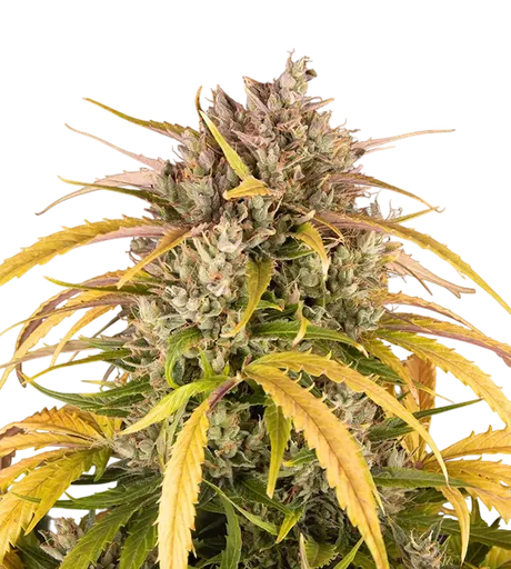 LSD | PHOTOFEM | Barneys Farm - Freigestellt 2026-08-13