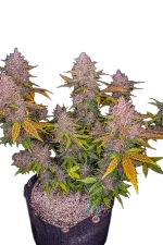 LSD-25 Auto | AUTOFEM | Fast Buds - Freigestellt 2026-08-13