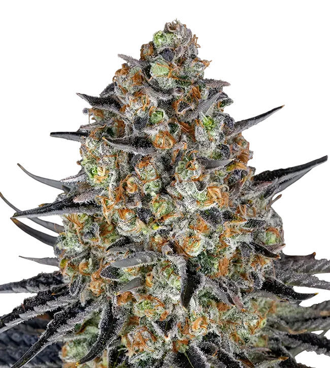 LSD Auto | AUTOFEM | Barneys Farm - Freigestellt 2026-08-13