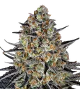 LSD Auto | AUTOFEM | Barneys Farm - Freigestellt 2026-08-13