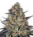 LSD Auto | AUTOFEM | Barneys Farm - Freigestellt 2026-08-13
