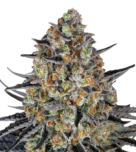 LSD Auto | AUTOFEM | Barneys Farm - Freigestellt 2026-08-13