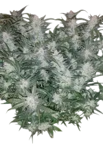 Mexican Airlines Auto | AUTOFEM | Fast Buds - Freigestellt 2026-08-13