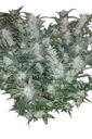 Mexican Airlines Auto | AUTOFEM | Fast Buds - Freigestellt 2026-08-13