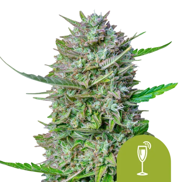 Mimosa Auto | AUTOFEM | Royal Queen Seeds - Freigestellt 2026-08-13