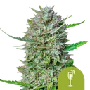 Mimosa Auto | AUTOFEM | Royal Queen Seeds - Freigestellt 2026-08-13
