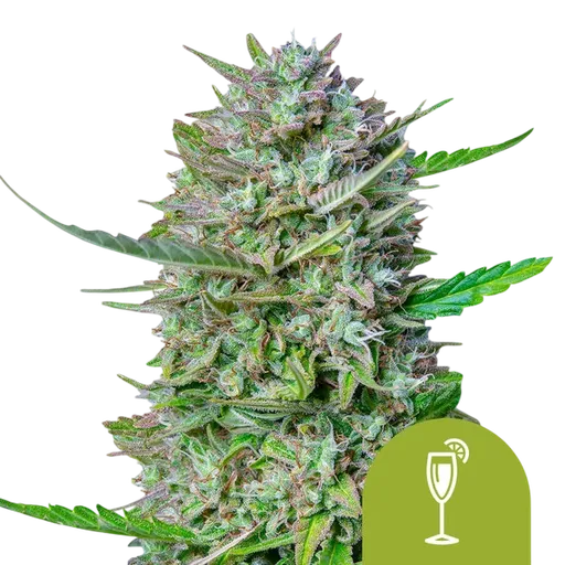 Mimosa Auto | AUTOFEM | Royal Queen Seeds - Freigestellt 2026-08-13