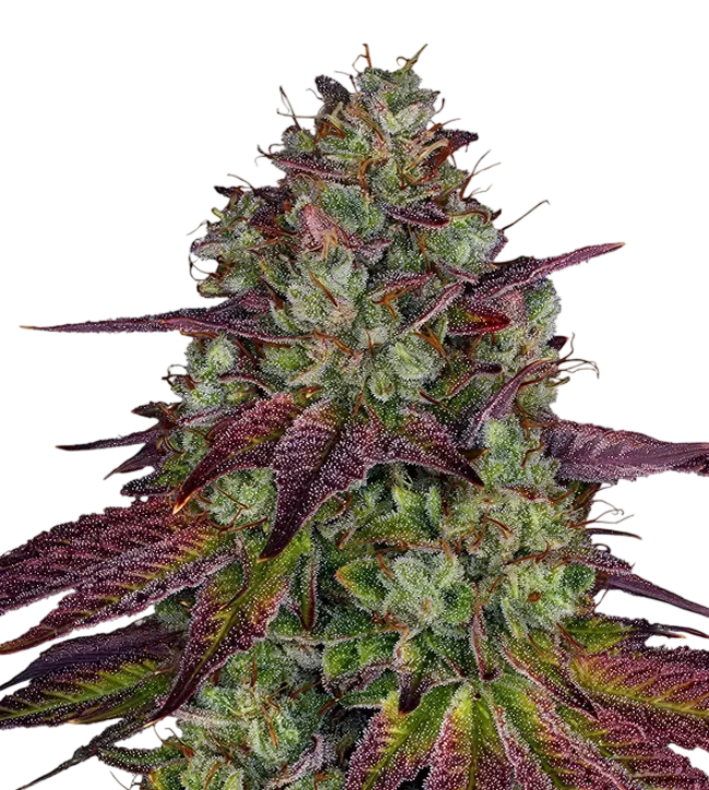 Mimosa EVO | PHOTOFEM | Barneys Farm - Freigestellt 2026-08-13