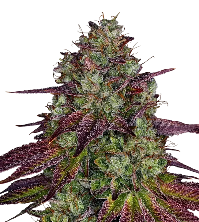 Mimosa EVO | PHOTOFEM | Barneys Farm - Freigestellt 2026-08-13