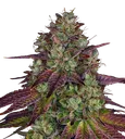 Mimosa EVO | PHOTOFEM | Barneys Farm - Freigestellt 2026-08-13