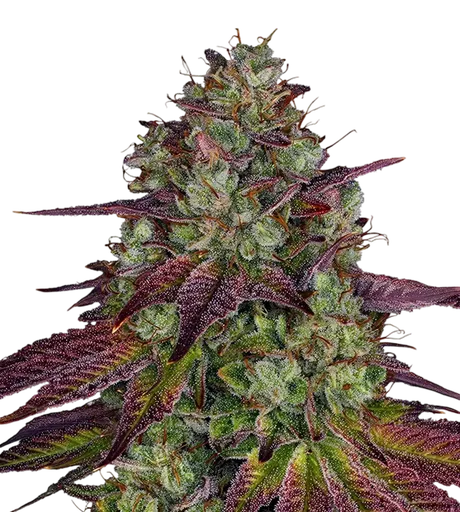 Mimosa EVO | PHOTOFEM | Barneys Farm - Freigestellt 2026-08-13