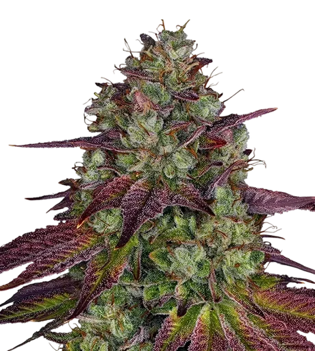 Mimosa EVO | PHOTOFEM | Barneys Farm - Freigestellt 2026-08-13