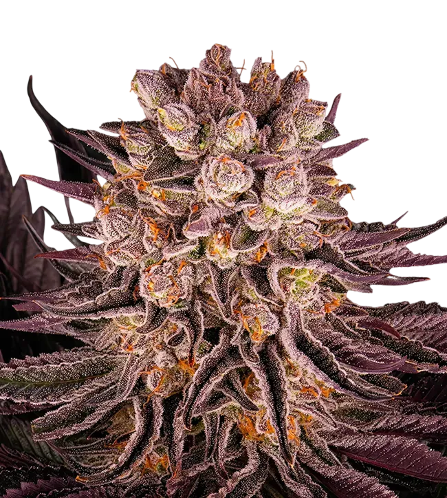 Mimosa x Orange Punch | PHOTOFEM | Barneys Farm - Freigestellt 2026-08-13