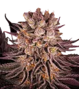 Mimosa x Orange Punch | PHOTOFEM | Barneys Farm - Freigestellt 2026-08-13