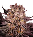 Mimosa x Orange Punch | PHOTOFEM | Barneys Farm - Freigestellt 2026-08-13