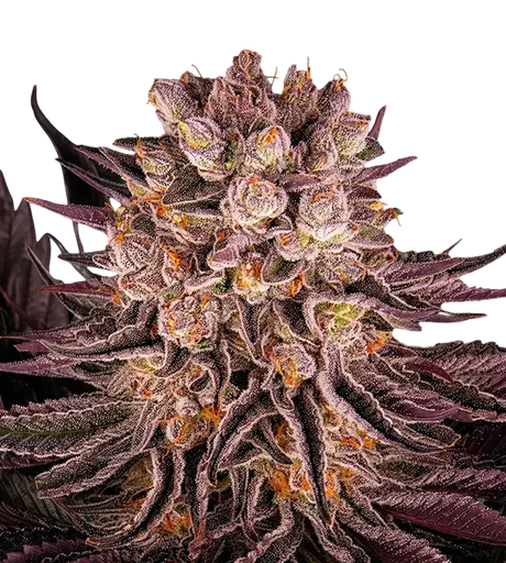 Mimosa x Orange Punch | PHOTOFEM | Barneys Farm - Freigestellt 2026-08-13