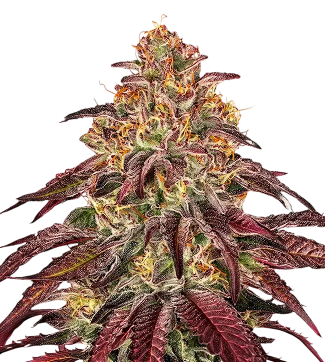 Mimosa x Orange Punch Auto | AUTOFEM | Barneys Farm - Freigestellt 2026-08-13