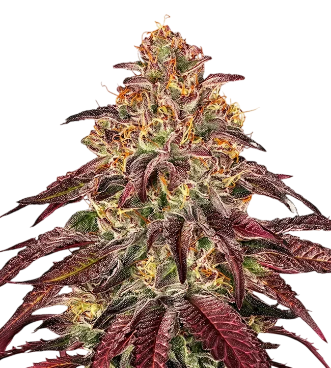 Mimosa x Orange Punch Auto | AUTOFEM | Barneys Farm - Freigestellt 2026-08-13