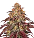 Mimosa x Orange Punch Auto | AUTOFEM | Barneys Farm - Freigestellt 2026-08-13