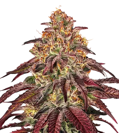 Mimosa x Orange Punch Auto | AUTOFEM | Barneys Farm - Freigestellt 2026-08-13