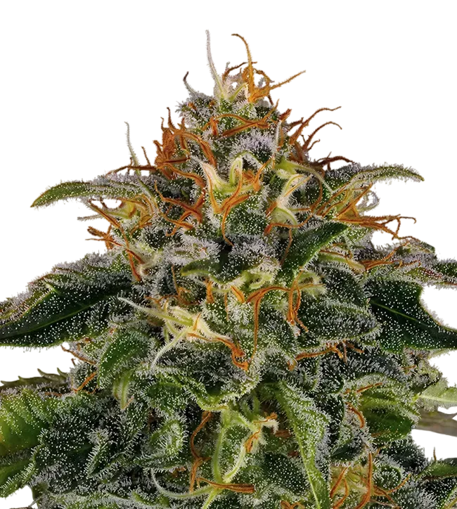 Moby Dick | PHOTOFEM | Barneys Farm - Freigestellt 2026-08-13