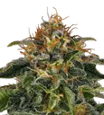 Moby Dick | PHOTOFEM | Barneys Farm - Freigestellt 2026-08-13