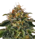 Moby Dick | PHOTOFEM | Barneys Farm - Freigestellt 2026-08-13