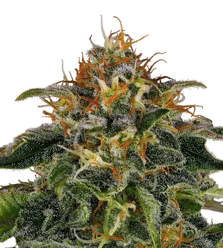 Moby Dick | PHOTOFEM | Barneys Farm - Freigestellt 2026-08-13