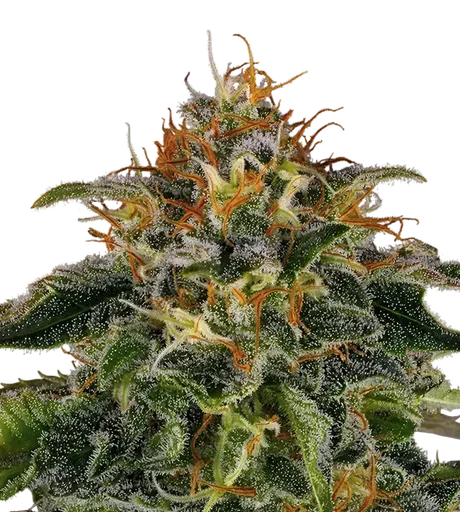 Moby Dick | PHOTOFEM | Barneys Farm - Freigestellt 2026-08-13