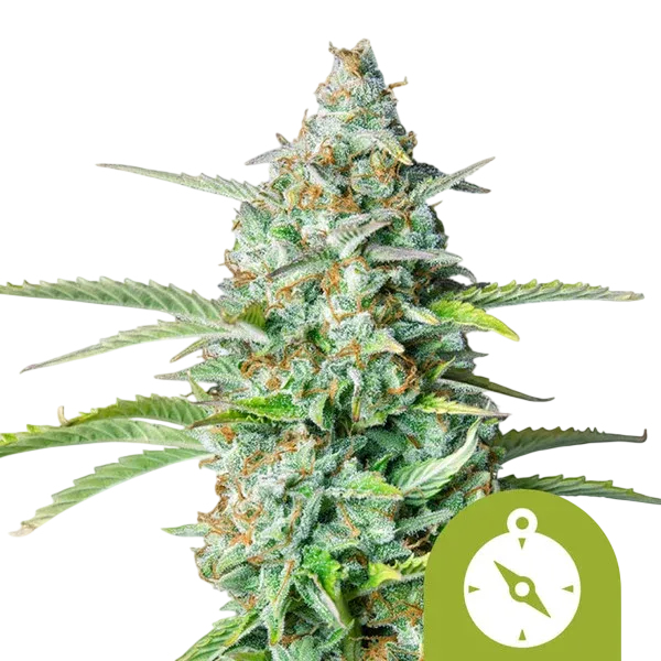 Northern Light Auto | AUTOFEM | Royal Queen Seeds - Freigestellt 2026-08-13