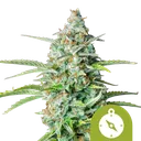Northern Light Auto | AUTOFEM | Royal Queen Seeds - Freigestellt 2026-08-13
