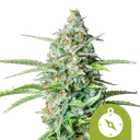 Northern Light Auto | AUTOFEM | Royal Queen Seeds - Freigestellt 2026-08-13
