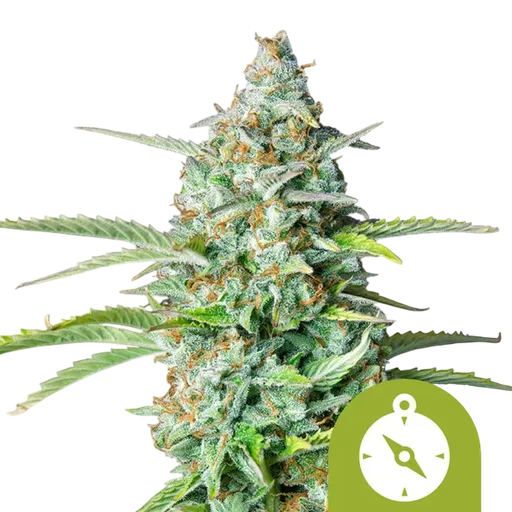 Northern Light Auto | AUTOFEM | Royal Queen Seeds - Freigestellt 2026-08-13