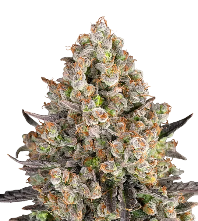 OG Kush | PHOTOFEM | Barneys Farm - Freigestellt 2026-08-13
