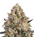 OG Kush | PHOTOFEM | Barneys Farm - Freigestellt 2026-08-13