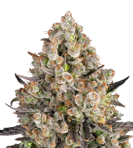 OG Kush | PHOTOFEM | Barneys Farm - Freigestellt 2026-08-13