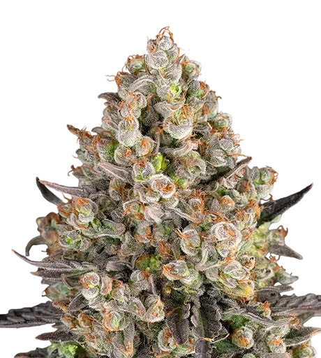 OG Kush | PHOTOFEM | Barneys Farm - Freigestellt 2026-08-13