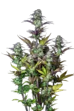 Original Blueberry Auto | AUTOFEM | Fast Buds - Freigestellt 2026-08-13