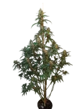 Original Cheese Auto | AUTOFEM | Fast Buds - Freigestellt 2026-08-13